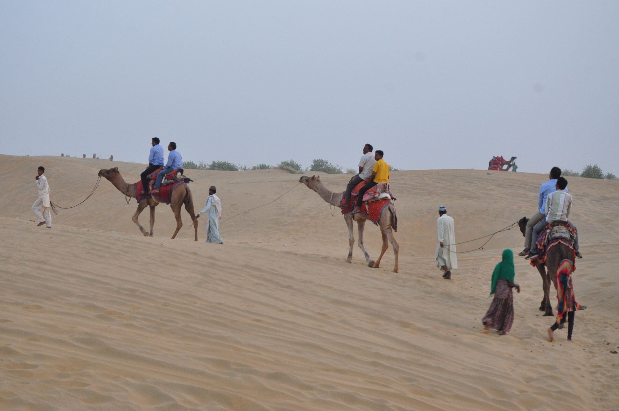 Camel Safari